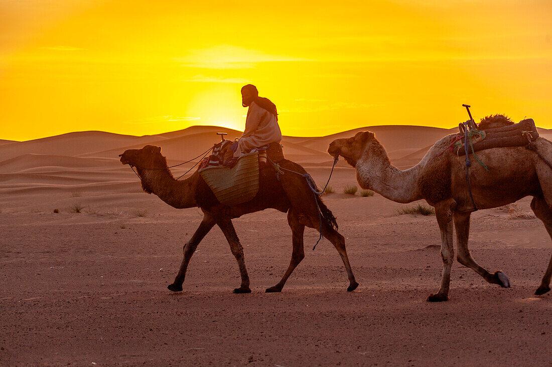 Zwei Dromedare und einheimischer Reiter im Sonnenuntergang, Wüste Sahara vor dem Atlasgebirge, Marokko, Nordafrika
