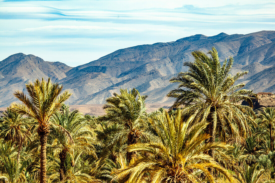  Morocco, date palm trees in front of mountains 