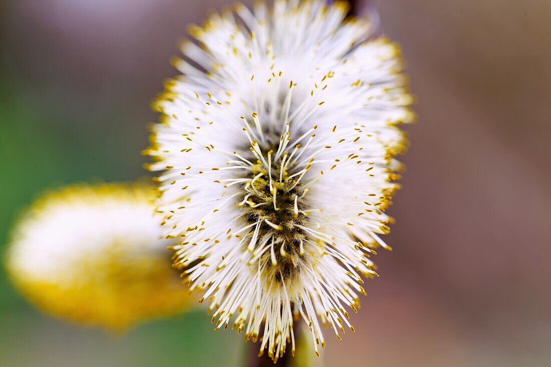 Weidenkätzchen der Sal-Weide (Salix caprea) im Gegenlicht