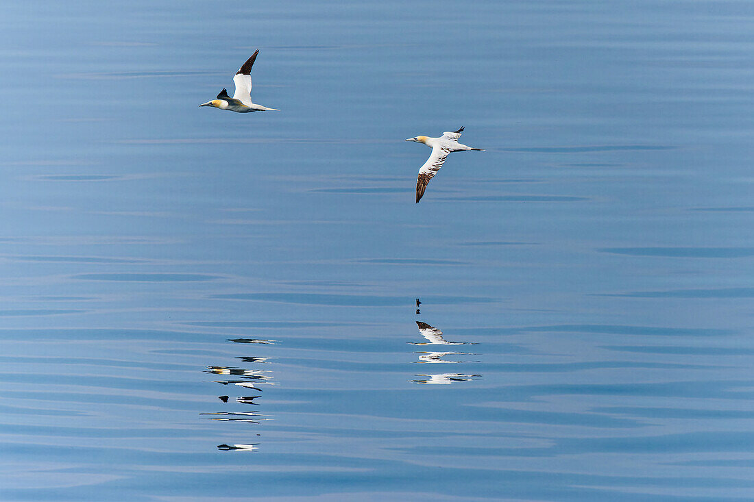 Großbritannien, Schottland, Vögel bei der Hebriden Insel Isle of Islay, Basstölpel (Morus bassanus)