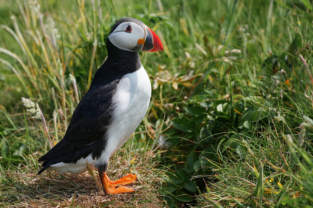  Great Britain, Scotland, Hebrides, Lunga Island, Puffin 