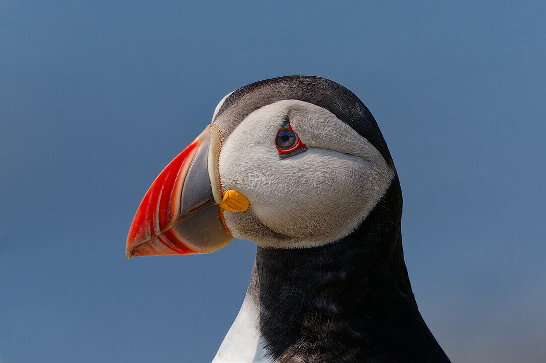  Great Britain, Scotland, Hebrides, Lunga Island, Puffin 