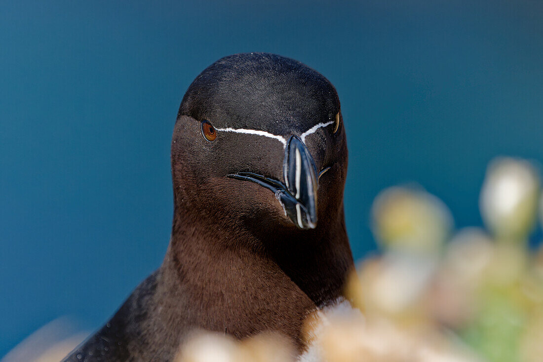  Great Britain, Scotland, Hebrides Island of Lunga, Razorbill 