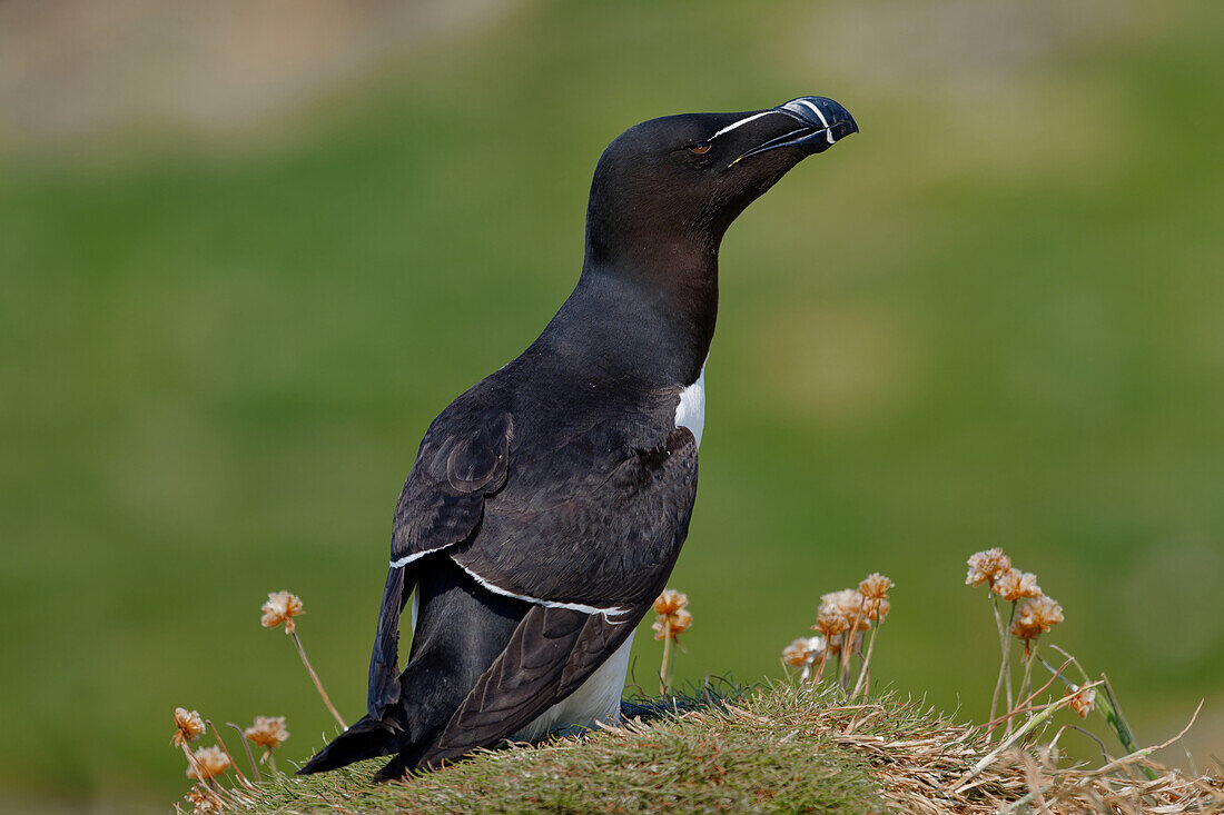 Großbritannien, Schottland, Hebriden Insel Isle of Lunga,  Vogel Tordalk (Alca torda) auf Felsen