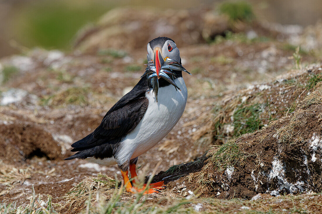  Great Britain, Scotland, Hebrides, Lunga Island, puffins with sand eels 