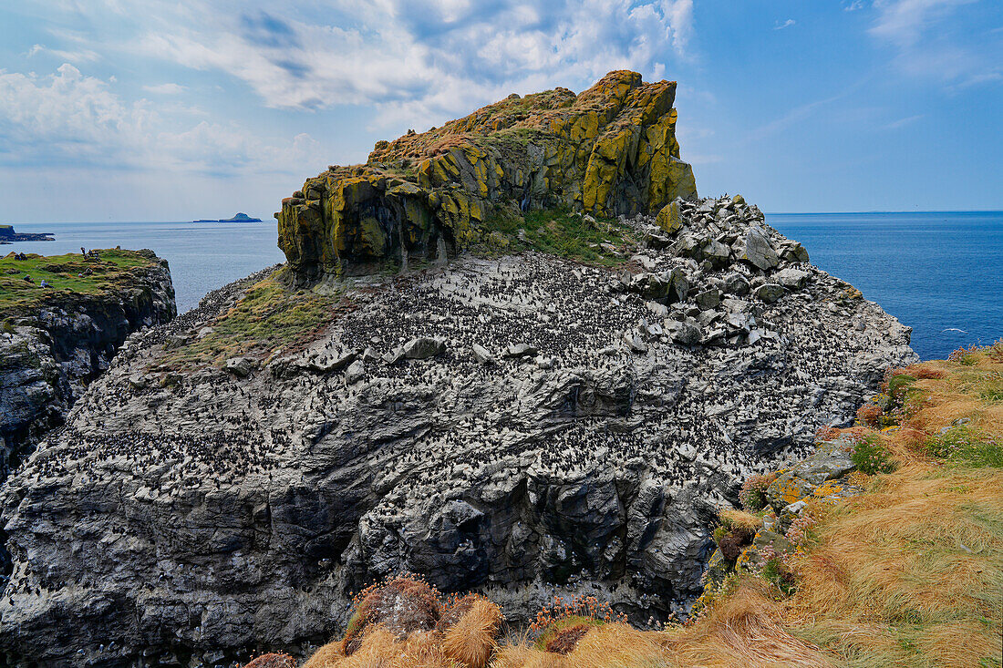 Großbritannien, Schottland, Hebriden Insel Isle of Lunga, Trottellummen (Uria aalge) Kolonie auf Vogelfelsen an der Felsenküste