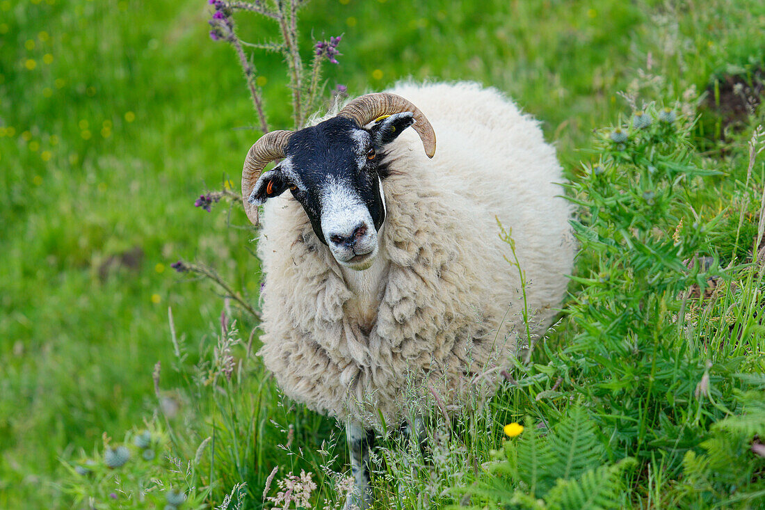  Great Britain, Scotland, Isle of Skye, Trotternish Peninsula, sheep 
