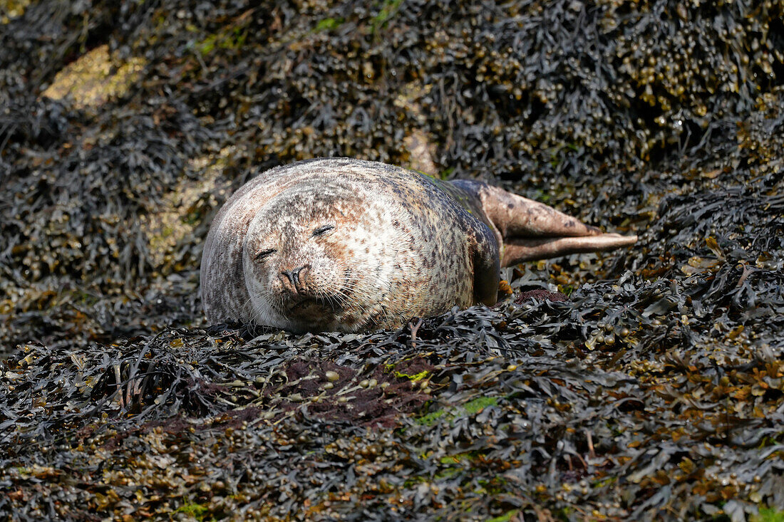 Großbritannien, Schottland, Inneren Hebriden, Insel Skye, Elgol, Bootsfahrt zum Loch Coruisk, Kegelrobben am Ufer