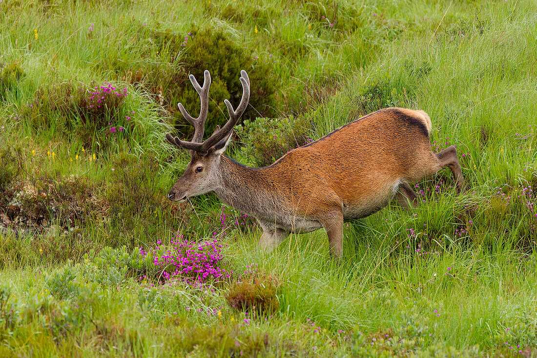  Great Britain, Scotland, West Highlands, Applecross Pass, a herd of young highland deer grazing next to our motorhome in the rain 