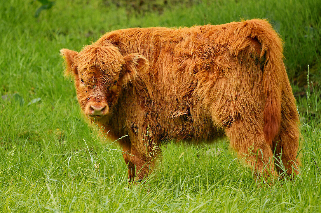  Great Britain, Scotland, West Highlands, young highland cattle 