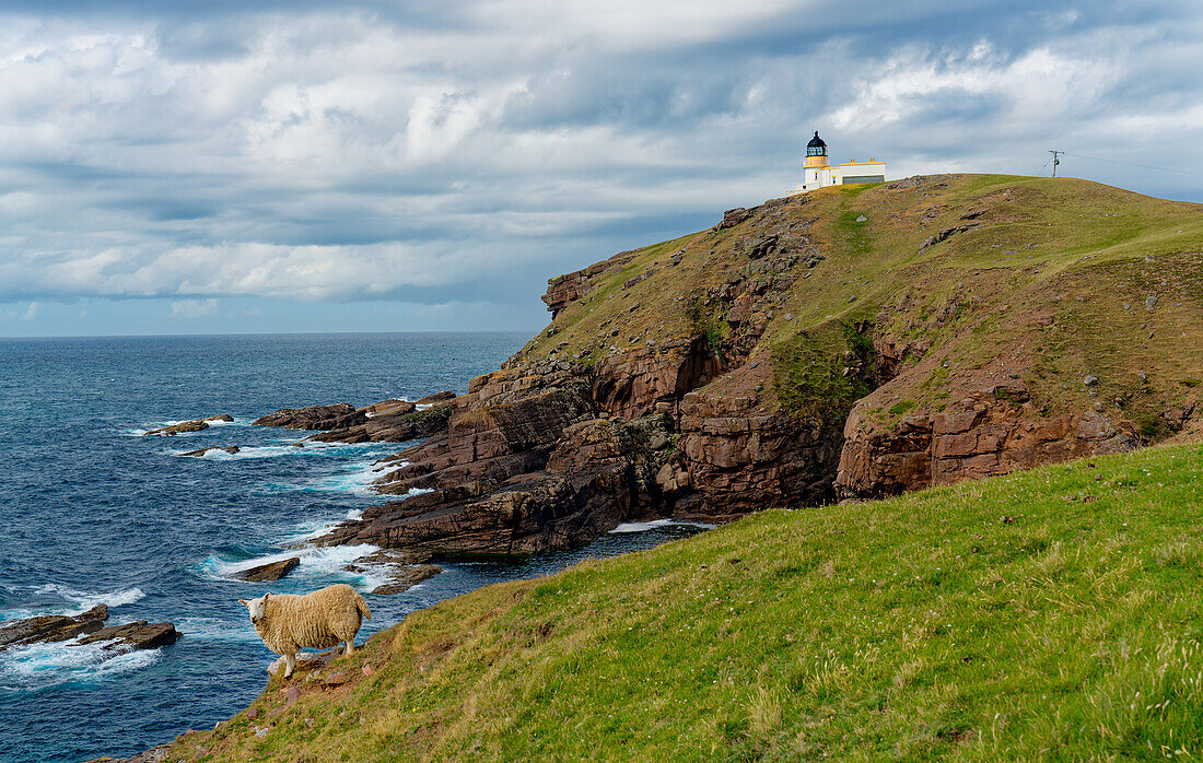 Großbritannien, Schottland, West Highlands, Schaf vor Leuchtturm Stoer Lighthouse