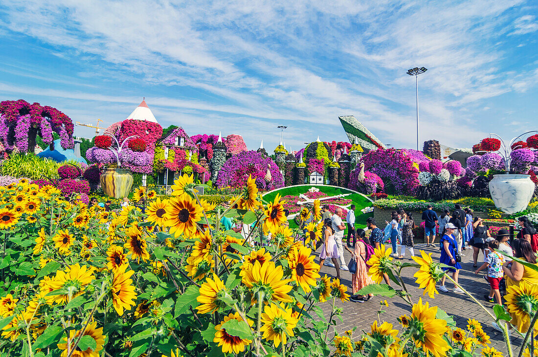  The Dubai Miracle Garden, colorful flower park, United Arab Emirates 