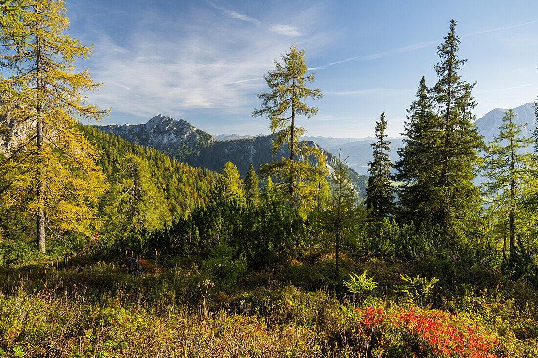 Blick von der Tauplitz zum Grimming, Taupltzalm, Steiermark, Österreich