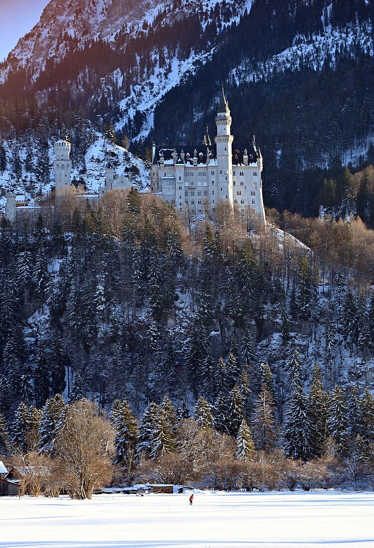 Neuschwanstein Castle in winter, Allgäu, Swabia, Bavaria, Germany 