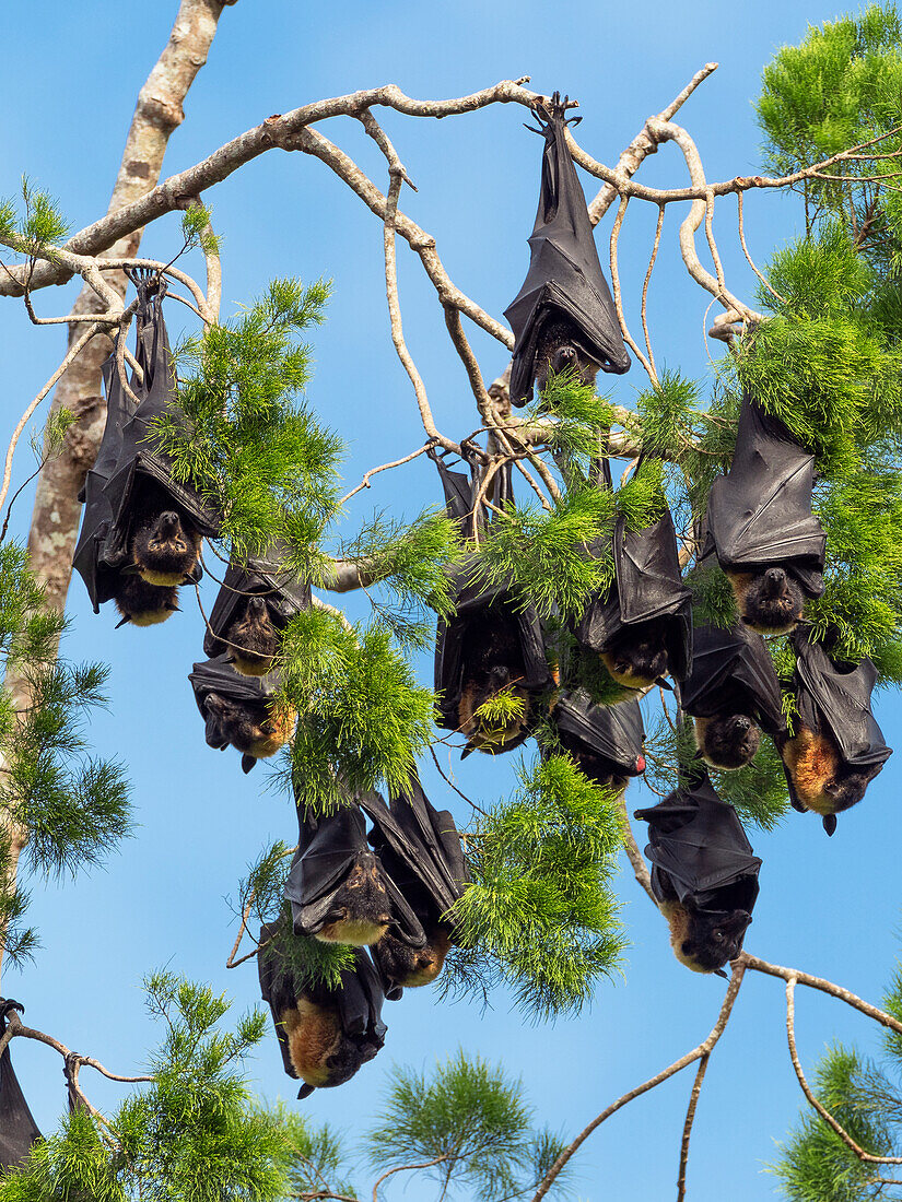 Flughunde (Pteropus sp.), schlafen in Baum, Morobe Provinz, Papua-Neuguinea