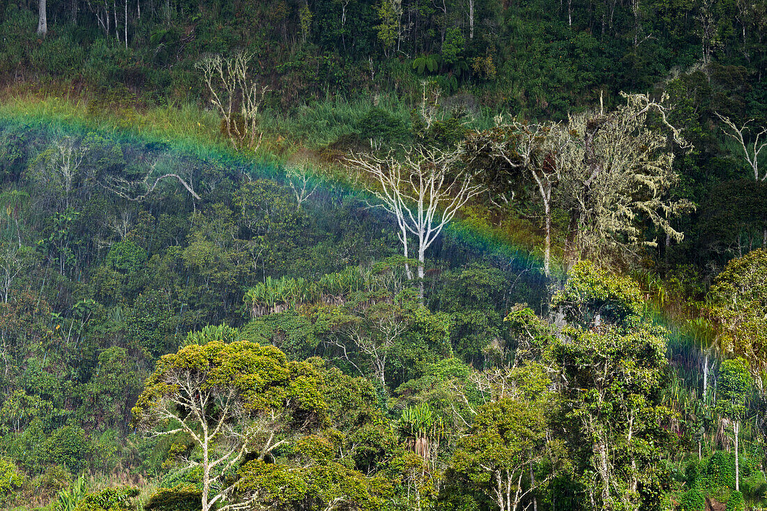 Regenbogen über dem Regenwald, Bergregenwald, Eastern Highlands, Papua Neuguinea