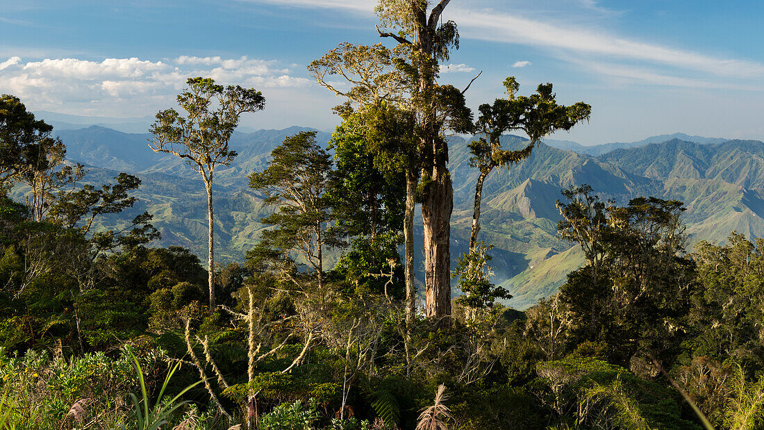  Mountain rainforest, Eastern Highlands, Papua New Guinea 