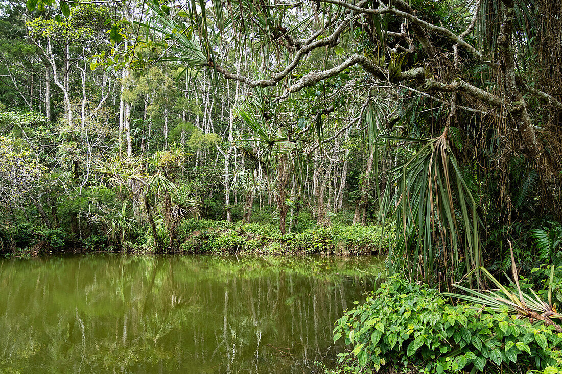  Rainforest, Varirata National Park, Papua New Guinea 
