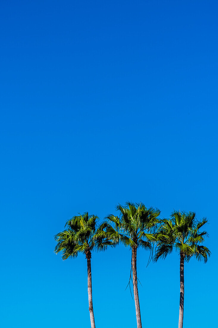  Palm trees, beach, Fort Myers Beach, Florida, USA 