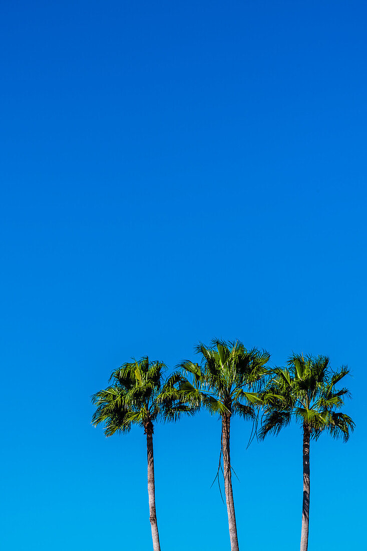 Palmen, Strand, Fort Myers Beach, Florida, USA