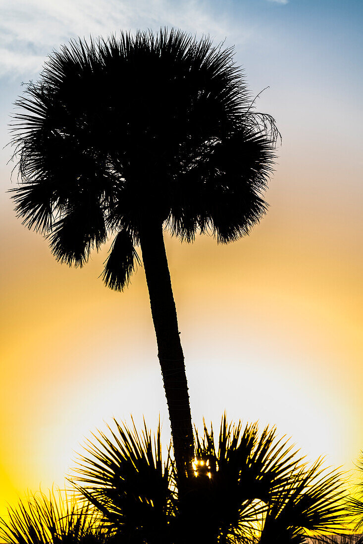  Palm tree, sunset, Fort Myers Beach, Florida, USA 