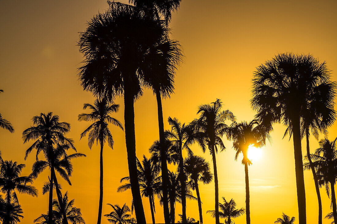  Palm forest, sunset, Fort Myers Beach, Florida, USA 