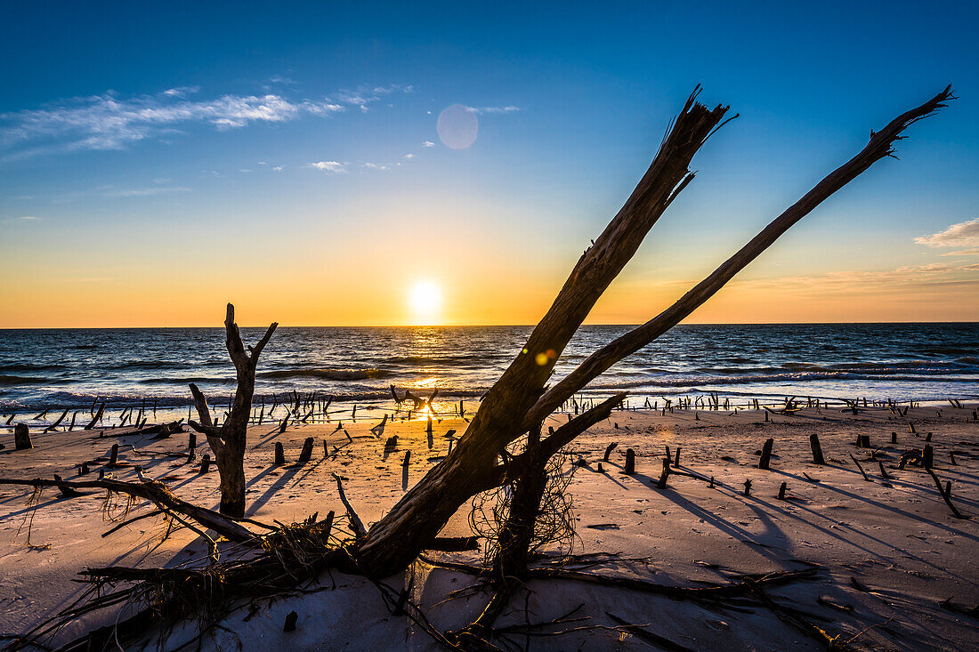 Abgestorbener Baum, Sonnenuntergang, Strand, Fort Myers Beach, Florida, USA
