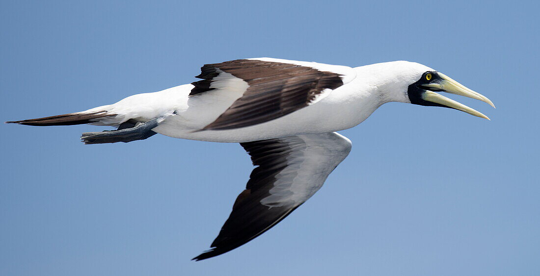  Masked Gannet bird (Sula dactylatra) seen from expedition cruise ship SH Diana (Swan Hellenic) in the Red Sea, at sea, near Saudi Arabia, Middle East 