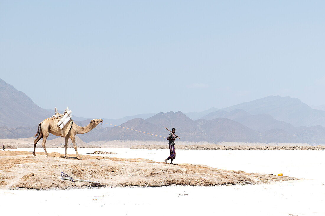  Camel and shepherd walking along the salt pans at Lake Assal, near Arta, Djibouti, Middle East 