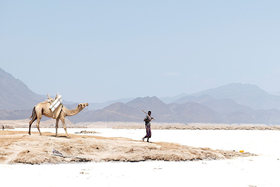 Kamel und Hirte wandern entlang der Salzpfannen am Assalsee, in der Nähe von Arta, Dschibuti, Naher Osten