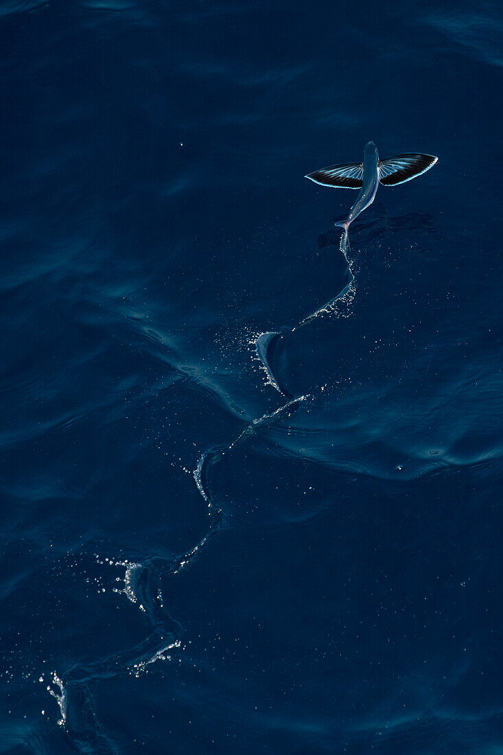  Flying fish seen from the bow of the expedition cruise ship SH Diana (Swan Hellenic), at sea, near Yemen, Middle East 