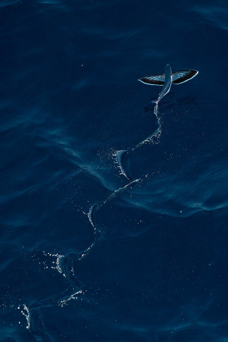 Fliegende Fische (Exocoetidae) auf dem Meer, in der Nähe des Jemen, Naher Osten