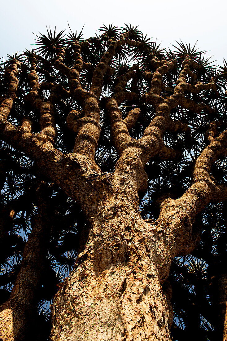 Sokotra-Drachenblutbaum (Dracaena cinnabari) auf dem Diksam-Plateau, Gallaba, Insel Sokotra, Jemen, Naher Osten