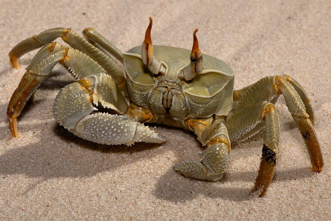  Detailed shot of a crab on the beach, Bijoutier Island, Alphonse Group, Outer Seychelles, Seychelles, Indian Ocean 