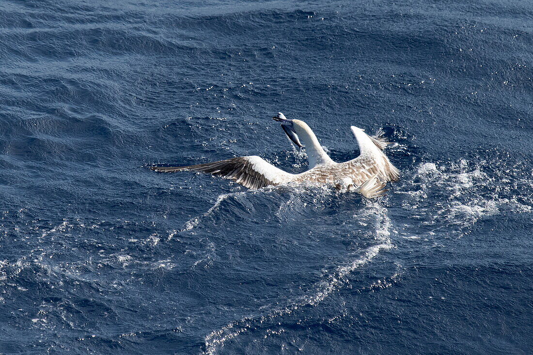  Red-footed booby (Sula sula) catching flying fish, seen from the bow of the expedition cruise ship SH Diana (Swan Hellenic), at sea, near Seychelles, Indian Ocean 