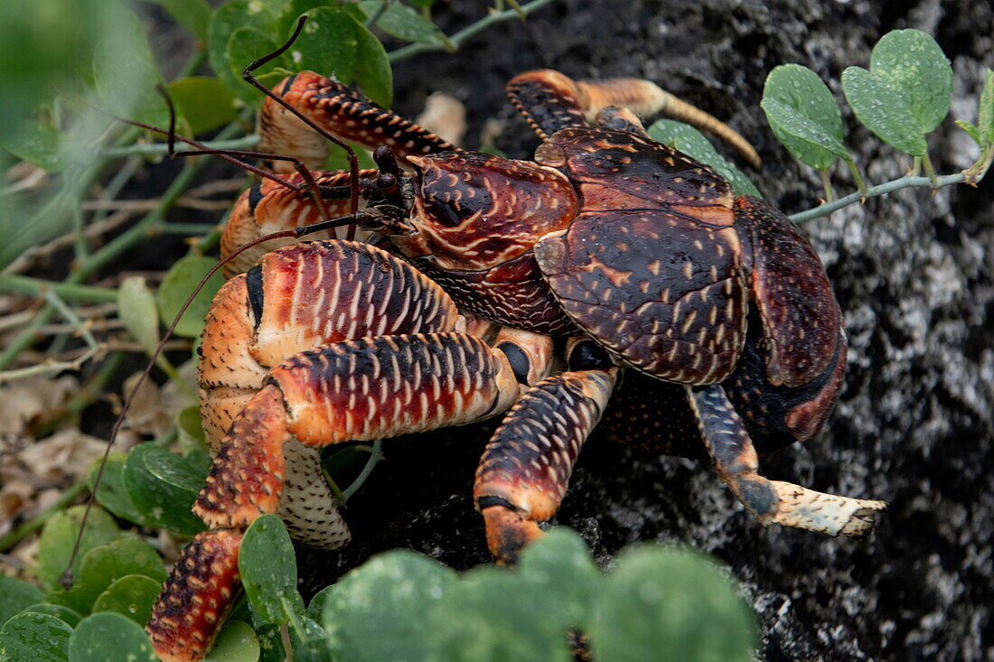 Riesige Kokosnusskrabbe (Birgus latro), Aldabra-Atoll, Äußere Seychellen, Seychellen, Indischer Ozean