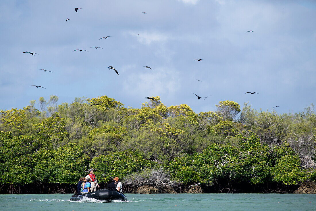  Excursion by motorized Zodiac inflatable boat from the expedition cruise ship SH Diana (Swan Hellenic) through the lagoon and along mangroves full of bird species, Aldabra Atoll, Outer Seychelles, Seychelles, Indian Ocean 
