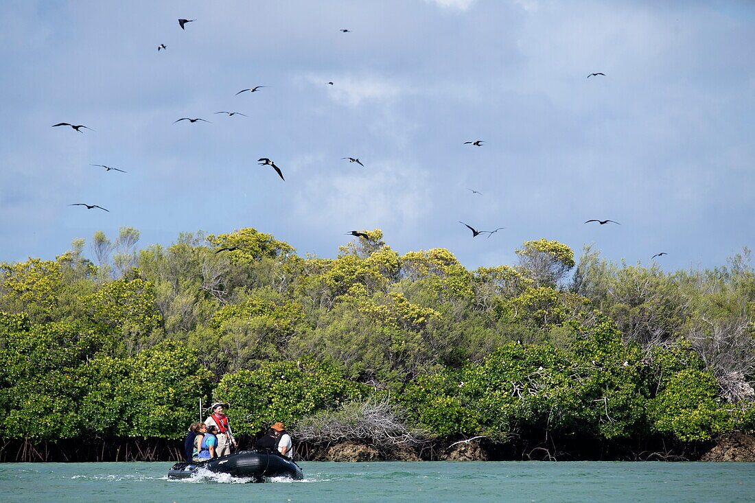 Ausflug mit Schlauchboot durch die Lagune und Mangroven voller Vogelarten, Aldabra-Atoll, Äußere Seychellen, Seychellen, Indischer Ozean