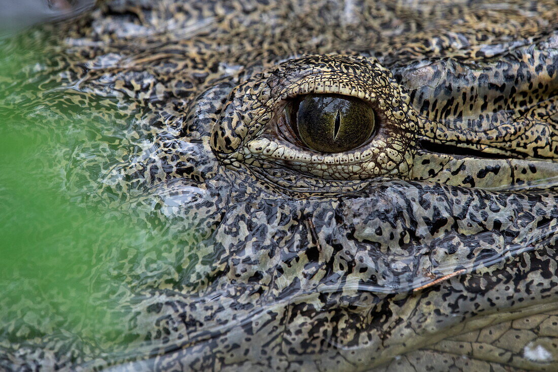 Detailaufnahme von Auge eines Krokodil in einem See im Wildpark Haller Park, Bamburi, in der Nähe von Mombasa, Kenia, Afrika