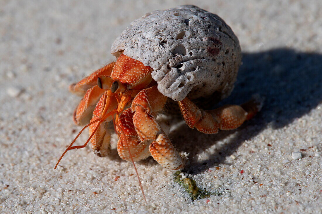  Hermit crab on the beach, Aldabra Atoll, Outer Seychelles, Seychelles, Indian Ocean 