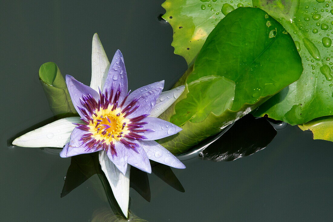  Flower of a water lily in a lake in Haller Park, Bamburi, near Mombasa, Kenya, Africa 
