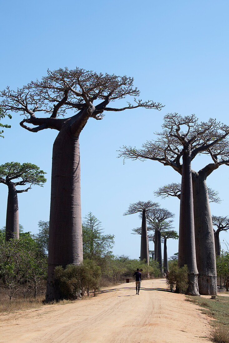  Man walks along the Avenue of the Baobabs, a prominent group of Grandidier baobab trees (Adansonia grandidieri) that lines the dirt road number 8 between Morondava and Belon&#39;i Tsiribihina, near Morondava, Menabe, Madagascar, Indian Ocean 