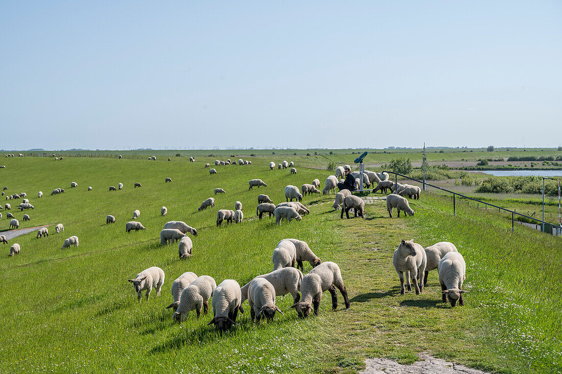 Schafsherde auf Deich bei Greetsiel, Krummhörn, Ostfriesland, Niedersachsen, Deutschland