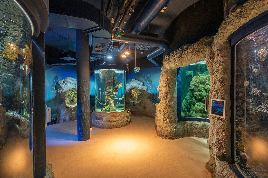 Im Aquarium Westerland, Sylt, Schleswig-Holstein, Deutschland