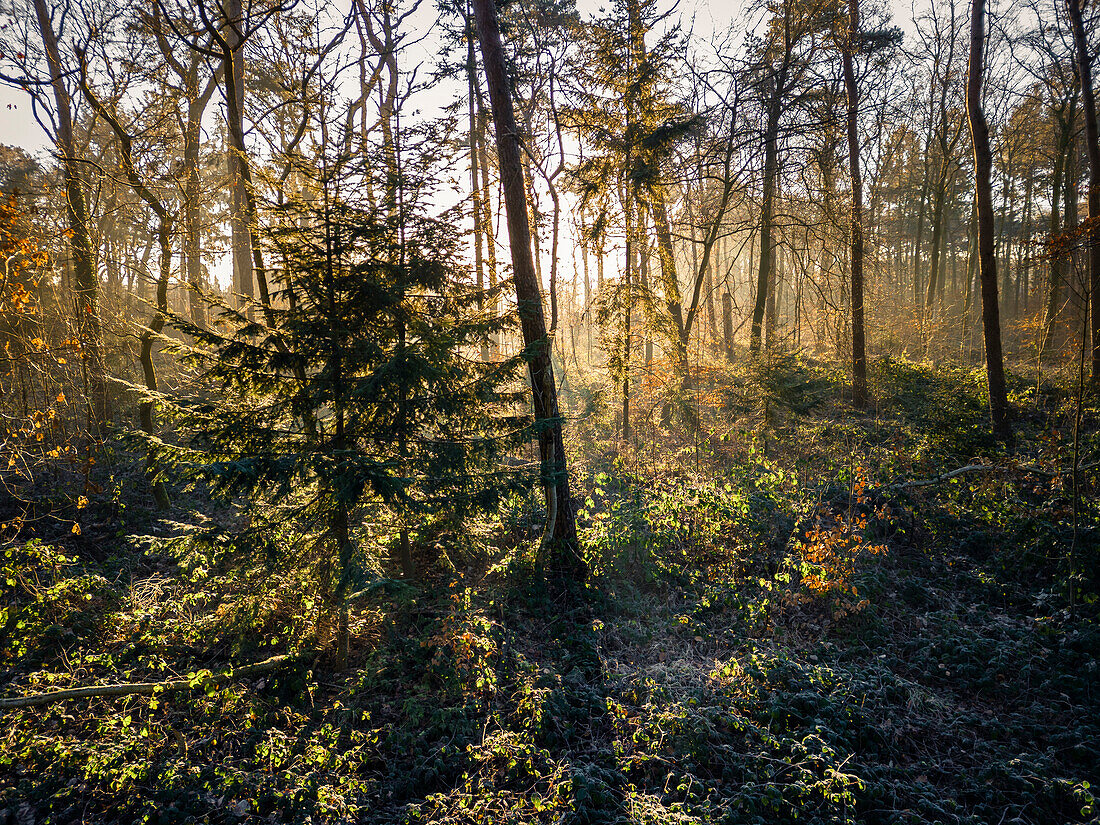 Wald bei Frost im Morgenlicht, Schortens, Friesland, Niedersachsen, Deutschland, Europa