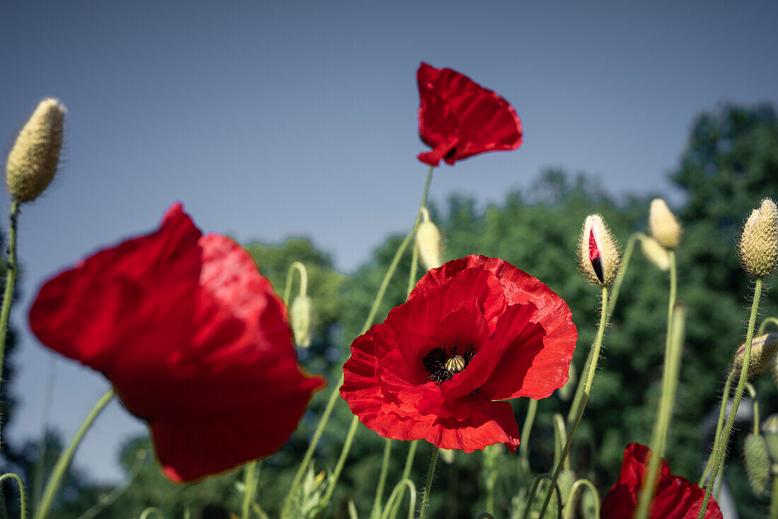  Blooming poppies under a blue sky, Mecklenburg-Western Pomerania, Germany, Europe 