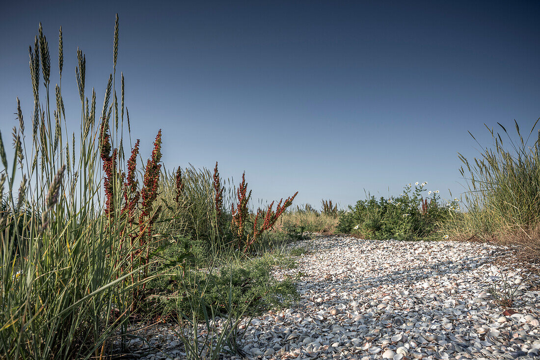  Shell-covered path between grasses on a salt marsh under a blue sky, Neuharlingersiel, East Frisia, Lower Saxony, Germany, Europe 
