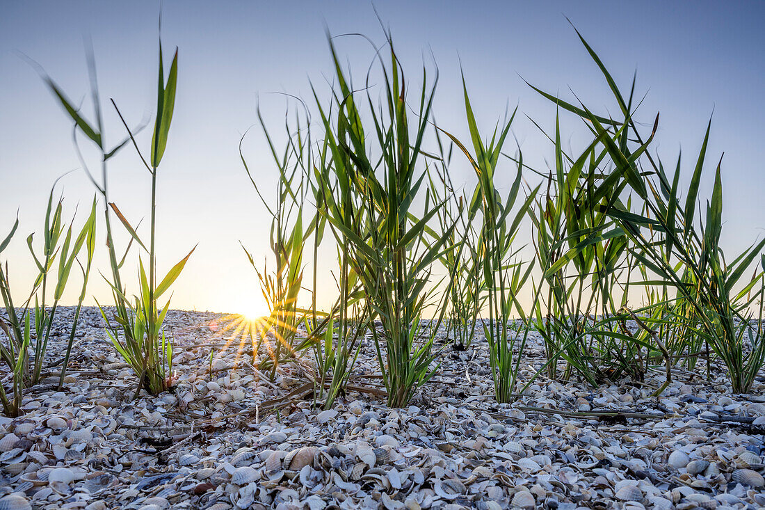 Schilf im Muschelfeld bei Sonnenuntergang, Neuharlingersiel, Ostfriesland, Niedersachsen, Deutschland, Europa