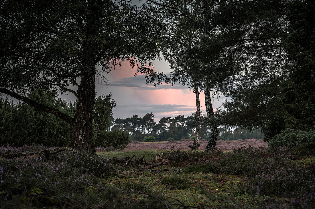 Morgenstimmung in der Wacholderheide Lingen, Emsland, Niedersachsen, Deutschland, Europa