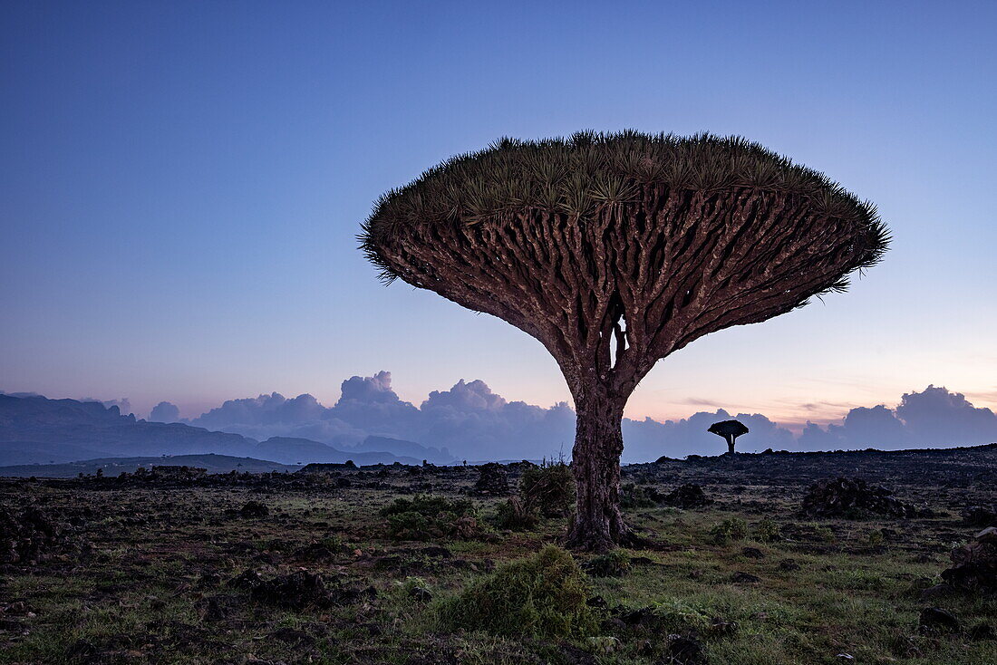Sokotra-Drachenblutbaum (Dracaena cinnabari) auf dem Diksam-Plateau im Morgengrauen, Gallaba, Insel Sokotra, Jemen, Golf von Aden, Ostafrika